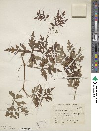 Ampelopsis aconitifolia image