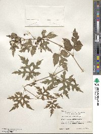 Ampelopsis aconitifolia image