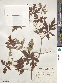 Ampelopsis aconitifolia image