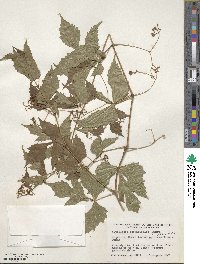 Ampelopsis aconitifolia var. glabra image