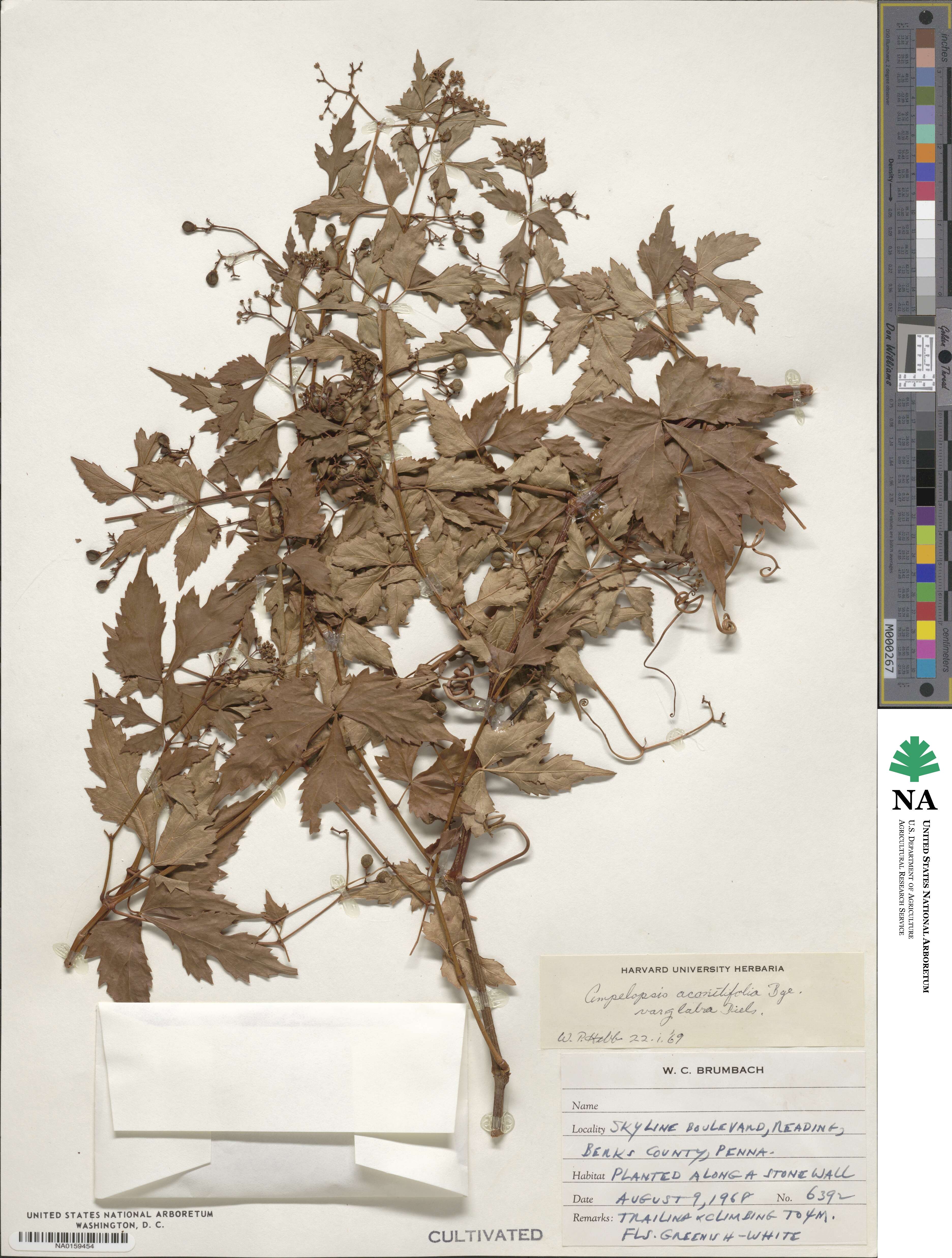 Ampelopsis aconitifolia var. glabra image