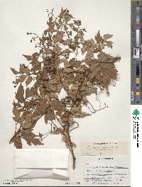 Ampelopsis aconitifolia image