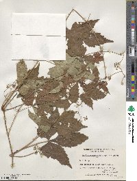 Ampelopsis aconitifolia var. glabra image