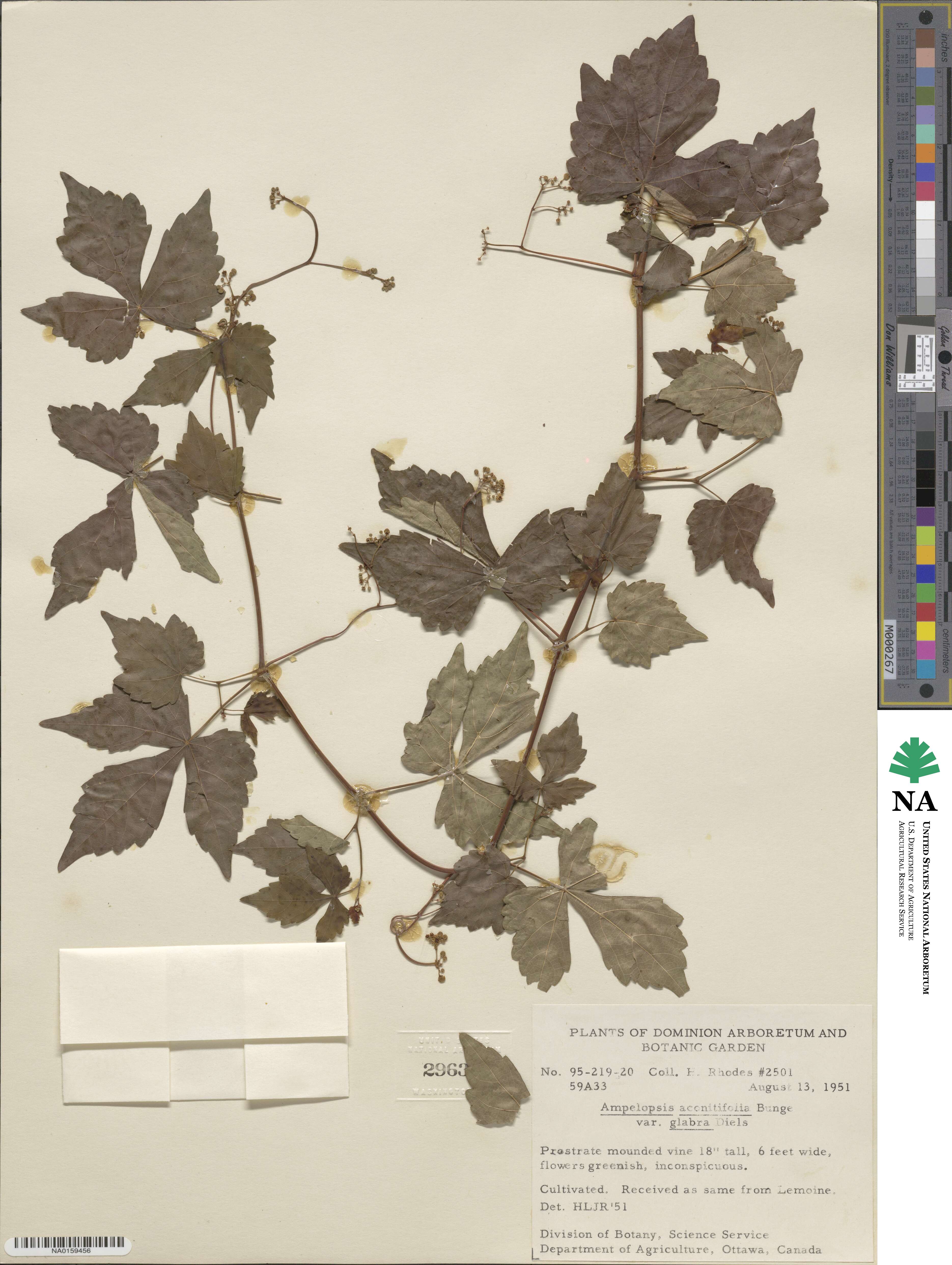 Ampelopsis aconitifolia var. glabra image