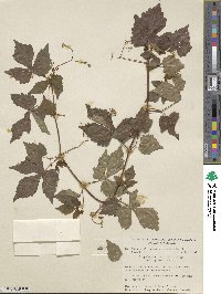 Ampelopsis aconitifolia image