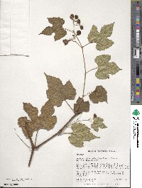 Ampelopsis glandulosa var. brevipedunculata image