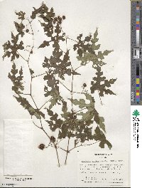 Ampelopsis glandulosa image