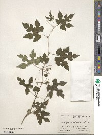 Ampelopsis glandulosa image