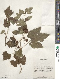 Ampelopsis glandulosa image