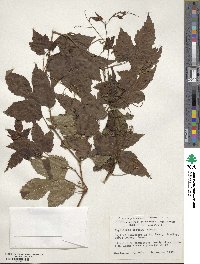 Ampelopsis glandulosa var. brevipedunculata image