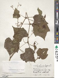 Ampelopsis glandulosa image