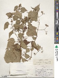 Ampelopsis glandulosa image