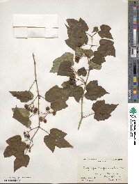 Ampelopsis glandulosa image