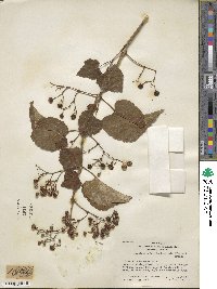 Ampelopsis glandulosa image