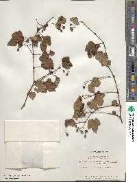 Ampelopsis glandulosa var. heterophylla image