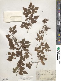 Ampelopsis glandulosa var. heterophylla image