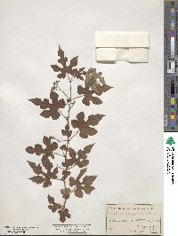 Ampelopsis glandulosa image