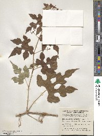 Ampelopsis glandulosa var. heterophylla image