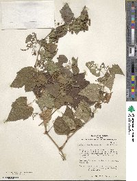 Ampelopsis glandulosa var. heterophylla image