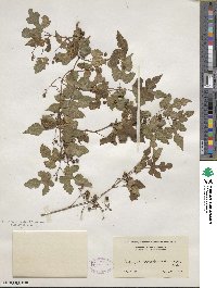 Ampelopsis glandulosa var. heterophylla image