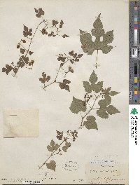 Ampelopsis glandulosa var. heterophylla image