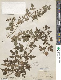 Ampelopsis glandulosa var. heterophylla image