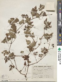 Ampelopsis glandulosa var. heterophylla image