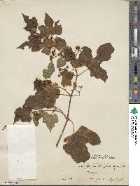 Ampelopsis glandulosa image