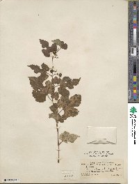 Ampelopsis glandulosa var. heterophylla image