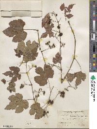 Ampelopsis glandulosa var. heterophylla image