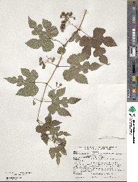 Ampelopsis glandulosa var. heterophylla image