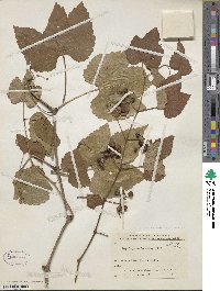 Ampelopsis glandulosa var. heterophylla image