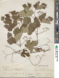 Ampelopsis glandulosa var. heterophylla image