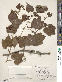 Ampelopsis cordata image