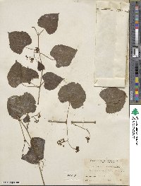 Ampelopsis cordata image