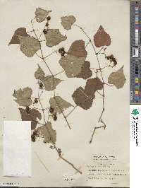 Ampelopsis cordata image