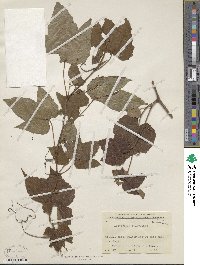 Ampelopsis delavayana image