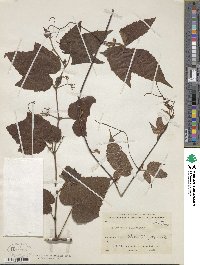 Ampelopsis delavayana image