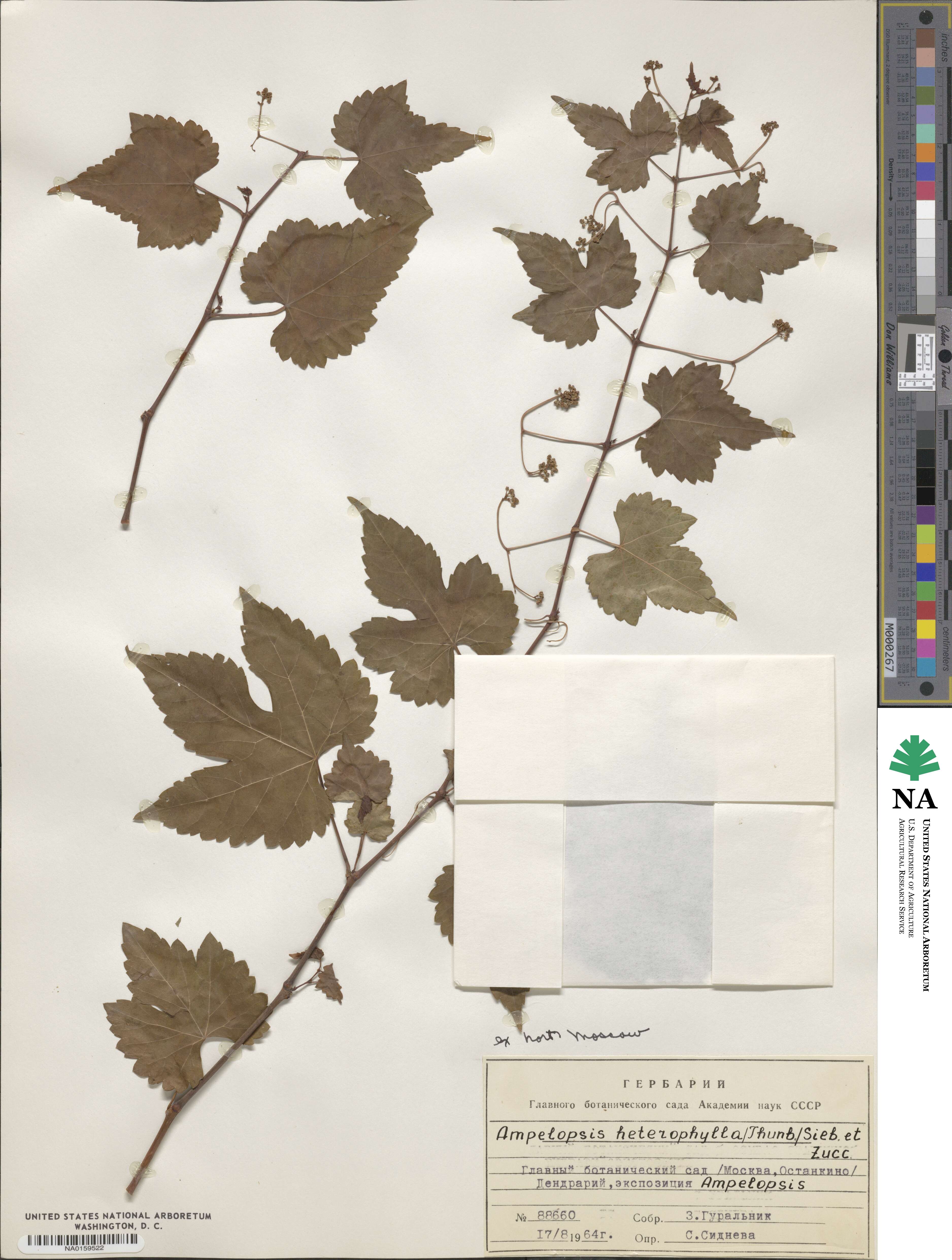 Ampelopsis glandulosa var. heterophylla image