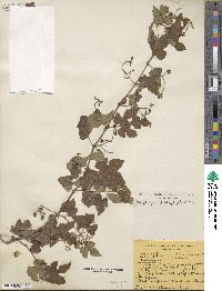 Ampelopsis glandulosa image