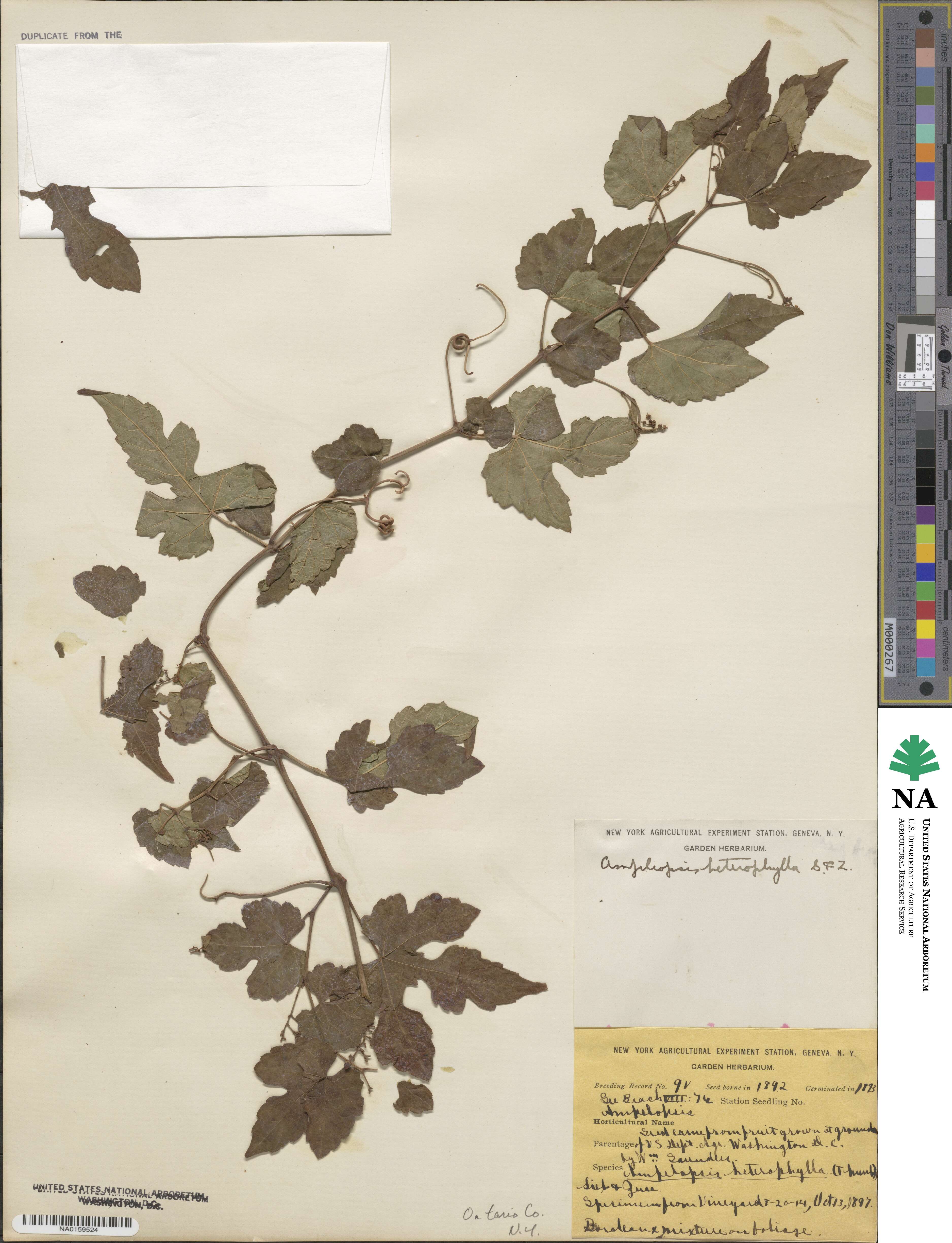 Ampelopsis glandulosa var. heterophylla image