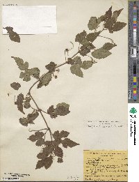 Ampelopsis glandulosa image