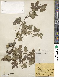 Ampelopsis glandulosa var. heterophylla image