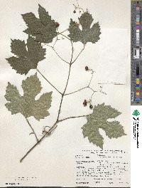 Ampelopsis humulifolia image