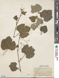 Ampelopsis humulifolia image