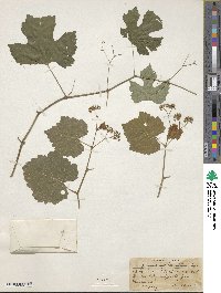 Ampelopsis humulifolia image