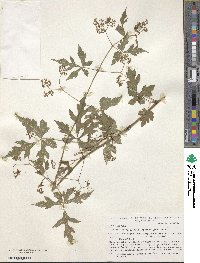 Ampelopsis japonica image