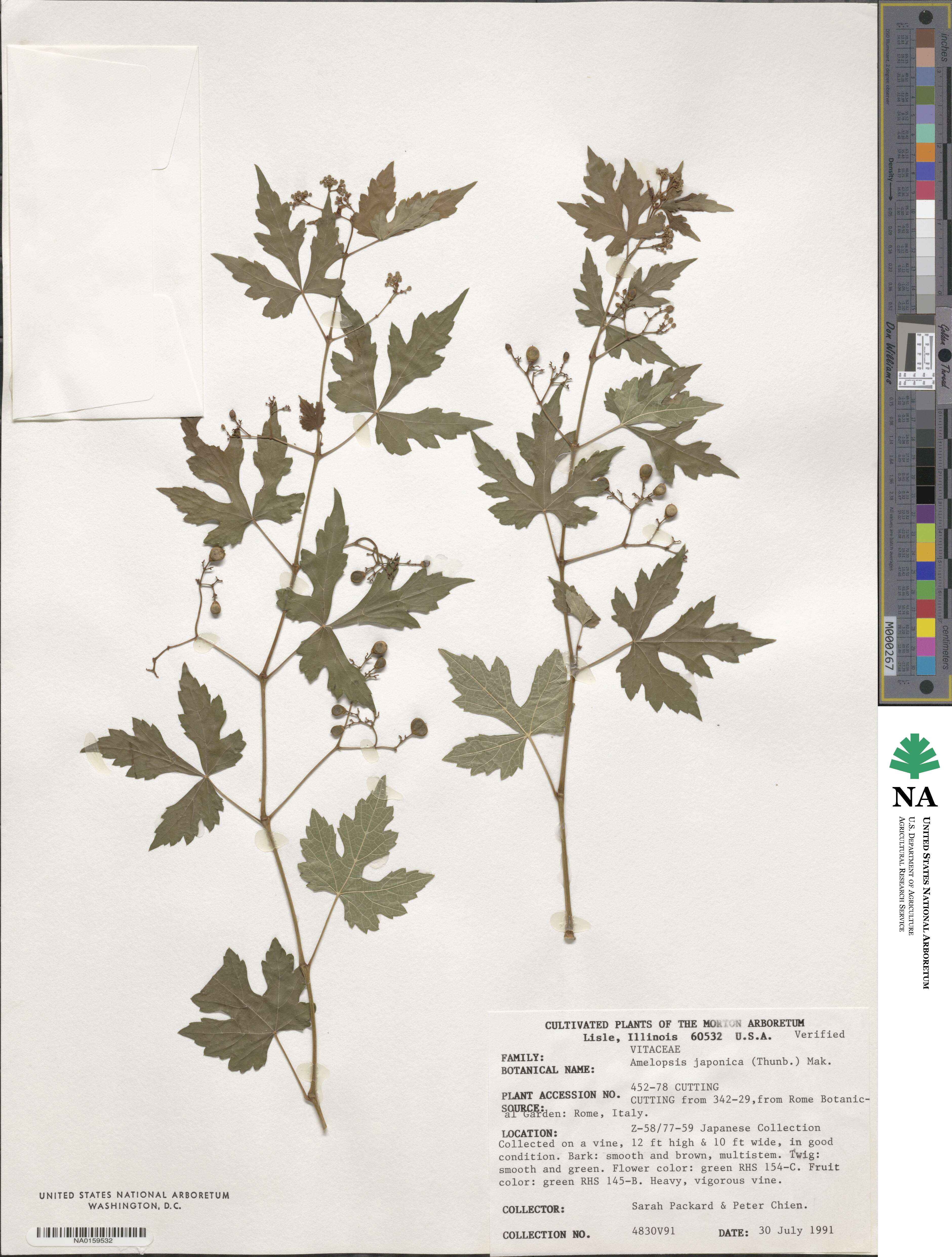 Ampelopsis japonica image