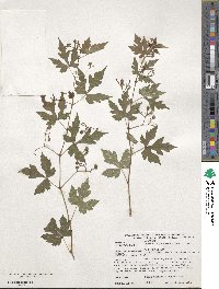 Ampelopsis japonica image