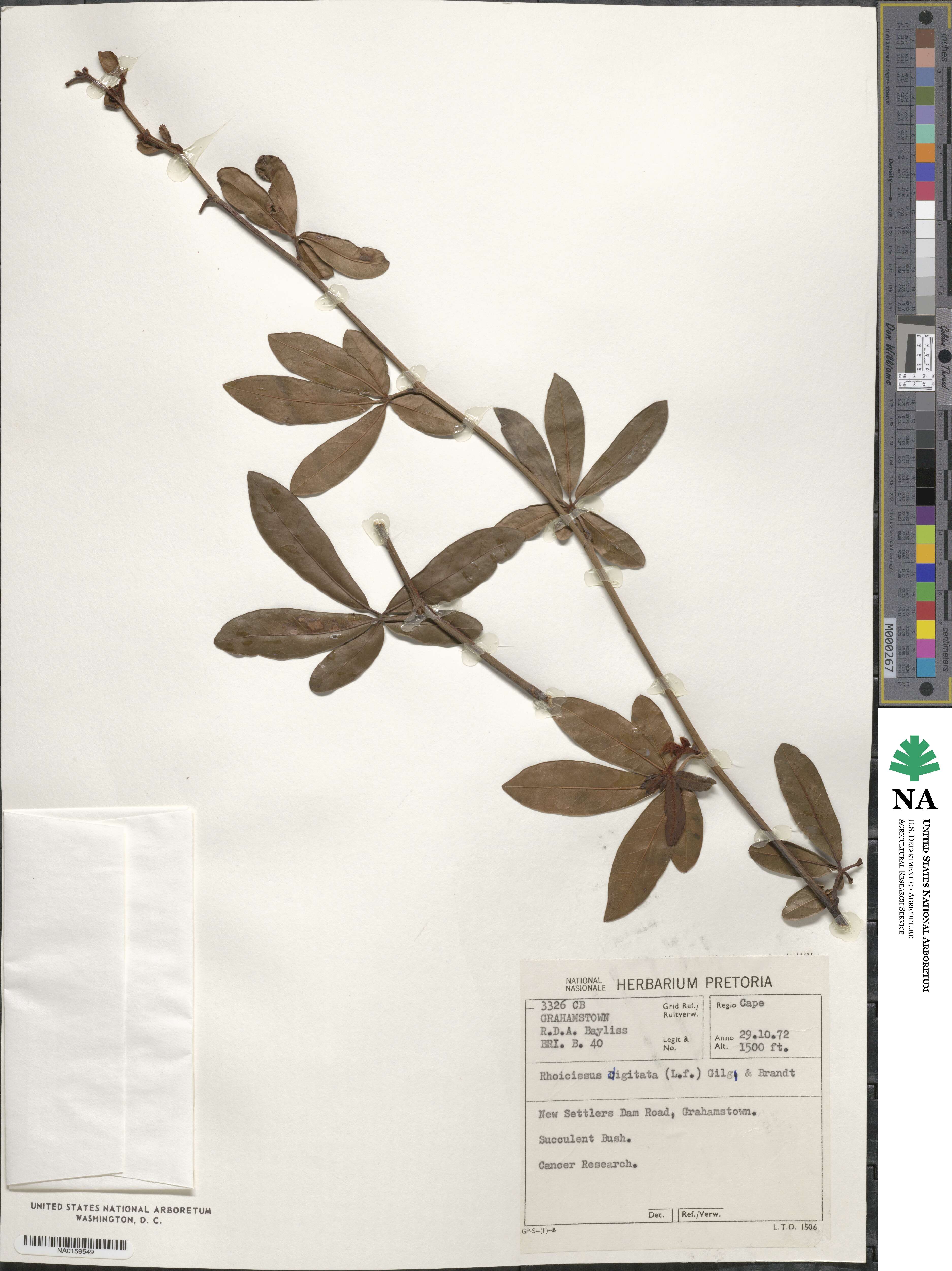 Rhoicissus digitata image